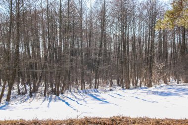 Bahar karlı güneşli bir gün, orman ağaçlarının gölgeleriyle yağan kar. Güzel doku ve arkaplan, doğal renkler
