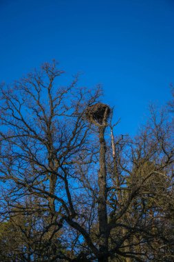 Yapraksız bir ağaçtaki terk edilmiş bir yuvanın bahar manzarası, güneşli bir günde mavi bir gökyüzünün arka planına karşı. Güzel arka plan doğal doku ve doğal renkler