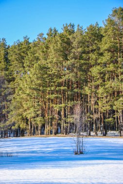 Kış çamı yeşili orman. Güneşli bir gün, parlak bir ışık, yer karla kaplı. Dallar bir ağaç gibi sarkıyor. Güzel doğal arkaplan.