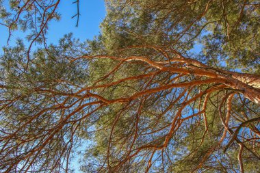 Çam ağaçlarının yüksek tepeleri mavi gökyüzü ve beyaz bulutlar, yeşil iğneli ve konili dallar, parlak güneşli bir günde parlak turuncu kabuklar. Güzel doğal arkaplan ve doku