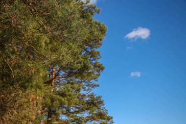 Çam ağaçlarının yüksek tepeleri mavi gökyüzü ve beyaz bulutlar, yeşil iğneli ve konili dallar, parlak güneşli bir günde parlak turuncu kabuklar. Güzel doğal arkaplan ve doku