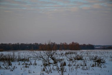 Gün batımında pembe ve mor renkli karlı bir tarlada kuru çimen siluetleri. Güzel kış arka planı.
