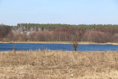 Kuru sazlıklar suyun üzerine eğildi. Güneşli bahar günü,