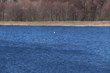Baharda bir gölün arka planındaki su yüzeyinin dalgalı dokusu ve güneşli bir günde buz kalıntıları. Güzel doğal arkaplan