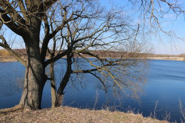Güneşli bir günde söğüt ağaçlarıyla dolu bahar manzarası. Ukrayna Şostkası. güzel doğal arkaplan