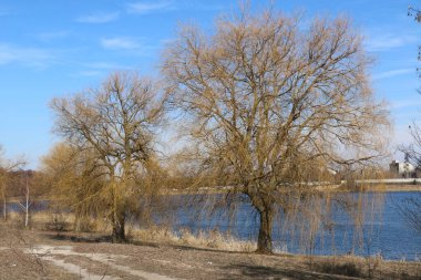 Güneşli bir günde söğüt ağaçlarıyla dolu bahar manzarası. Ukrayna Şostkası. güzel doğal arkaplan