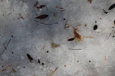 Kışın ve baharın doğal arka planı. Donmuş dalları ve yaprakları olan buzdan bir arka plan. Doğal arka plan. Güzel doku.