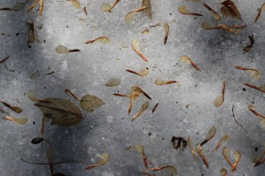 Kışın ve baharın doğal arka planı. Donmuş dalları ve yaprakları olan buzdan bir arka plan. Doğal arka plan. Güzel doku.