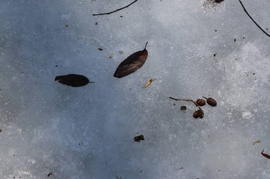 Kışın ve baharın doğal arka planı. Donmuş dalları ve yaprakları olan buzdan bir arka plan. Doğal arka plan. Güzel doku.