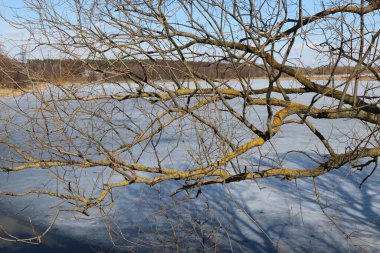 Soğuk güneşli bir günde, nehir buz ve karla kaplıdır, kıyıda büyüyen bir ağaç dalına odaklanır, doğal arka plan güzel bir dokuya.