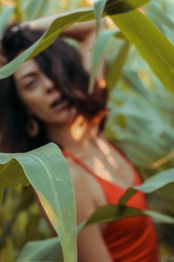 Yazın mısır yaprakları içinde güzel esmer bir kız, doğadaki bir kadının sanat portresi. Kameraya bakarak kahkahalar atmak, seçici keskinlik, açık iş gölgesi doğal ışık.