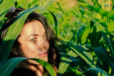Yazın mısır yaprakları içinde güzel esmer bir kız, doğadaki bir kadının sanat portresi. Kameraya bakarak kahkahalar atmak, seçici keskinlik, açık iş gölgesi doğal ışık.