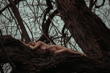 Güzel, genç, çıplak, seksi, sarışın bir kadın koca yaşlı bir ağacın dalında uzanıyor. İnsanlığın ve doğanın birliği kavramı. Yaşamın ekolojisi, gezegenin korunumu.
