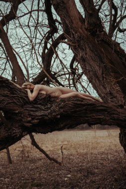 Güzel, genç, çıplak, seksi, sarışın bir kadın koca yaşlı bir ağacın dalında uzanıyor. İnsanlığın ve doğanın birliği kavramı. Yaşamın ekolojisi, gezegenin korunumu.