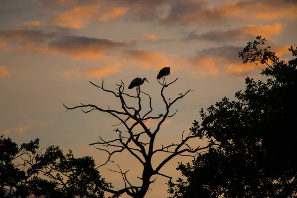 Silhouetten Von Störchen Ciconia Ciconia Auf Welken Bäumen Vor Einem — Stockfoto