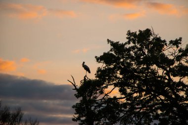 Leyleklerin siluetleri, solmuş ağaçların üzerinde, mor bir portakal rengi bir gün batımına karşı. Vahşi hayatta vahşi kuşlar, güzel doğal arka plan..