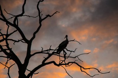 Leyleklerin siluetleri, solmuş ağaçların üzerinde, mor bir portakal rengi bir gün batımına karşı. Vahşi hayatta vahşi kuşlar, güzel doğal arka plan..