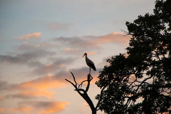 Silhuetas Cegonhas Ciconia Ciconia Árvores Murchas Contra Pôr Sol Cor — Fotografia de Stock