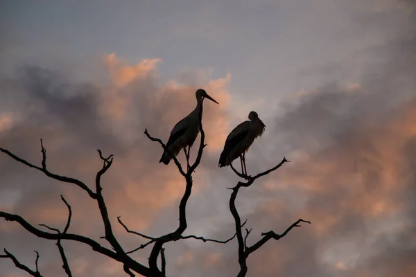 Silhouettes Storks Ciconia Ciconia Withered Trees Sunset Pink Purple Orange — Stock Photo, Image