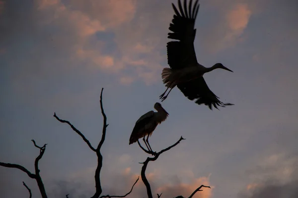 Silhouettes Storks Ciconia Ciconia Withered Trees Sunset Pink Purple Orange — Stock Photo, Image