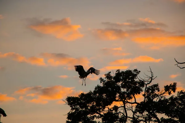 Silhouetten Von Störchen Ciconia Ciconia Auf Welken Bäumen Vor Einem — Stockfoto