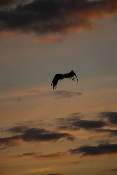 Silhuetas de cegonhas Ciconia ciconia - em árvores murchas no fundo de pôr-do-sol da cor roxa rosa. — Fotografia de Stock