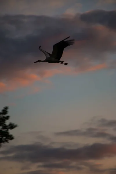 Silhouetten von Störchen Ciconia ciconia - auf welken Bäumen bei Sonnenuntergang Hintergrund von rosa lila Farbe. — Stockfoto