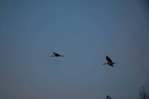 Silhuetas de cegonhas Ciconia ciconia - em árvores murchas no fundo de pôr-do-sol da cor roxa rosa. — Fotografia de Stock