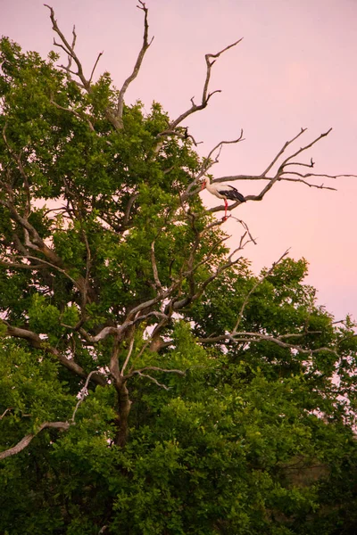 Silhouetten von Störchen Ciconia ciconia - auf welken Bäumen bei Sonnenuntergang Hintergrund von rosa lila Farbe. — Stockfoto