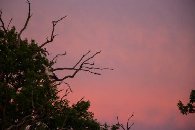 Leylek siluetleri, ağustos böceği solmuş ağaçlar üzerinde gün batımında pembe mor rengin arka planında.