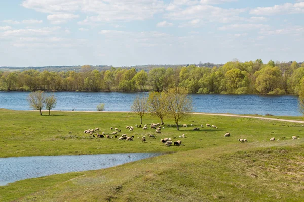 Aerial view of river flood. Beautiful flooded meadow. Flying above beautiful Desna river when the river is full of water at spring at National Nature Park in Chernihiv Oblast, Ukraine.