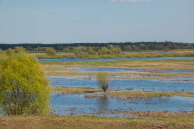 Nehir taşkınının havadan görüntüsü. Sel basmış güzel çayır. Ukrayna 'nın Chernihiv Oblastı' ndaki Ulusal Doğa Parkı 'nda nehir suyla doluyken güzel Desna nehrinin üzerinde uçmak.
