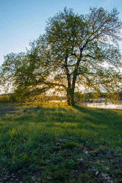 Sol Ajuste Iluminou Folhas Carvalho Nos Galhos Árvore Floresta Mola — Fotografia de Stock