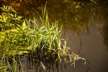 Soğuk ve berrak sularda orman yosunları. Ukrayna