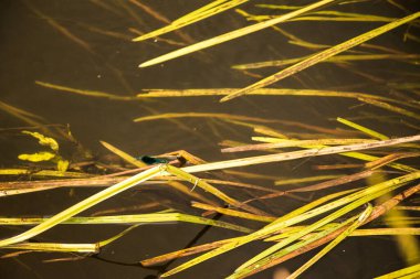 Soğuk ve berrak sularda orman yosunları. Ukrayna
