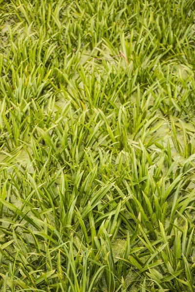 Hintergrund Aus Hellgrünem Gras Mit Wassertropfen Wunderschönes Natürliches Muster — Stockfoto