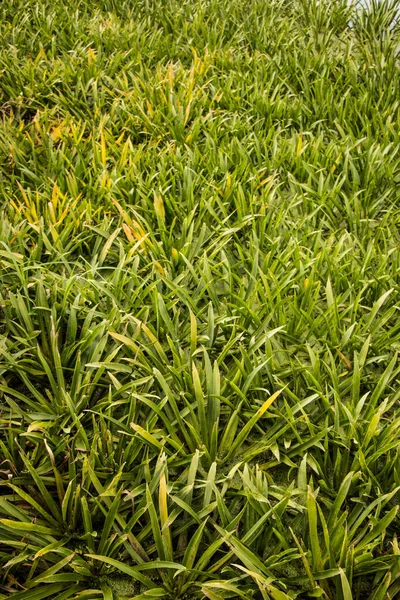Tło jasnozielonej trawy z kroplami wody — Zdjęcie stockowe