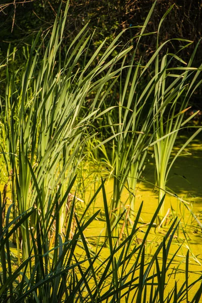Un estanque cubierto de hierba verde en un día soleado. — Foto de Stock