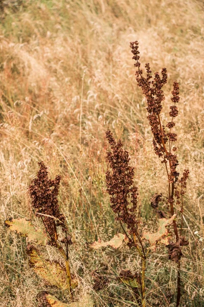 夏天米色的小穗草在大自然的草地上被阳光照得发亮 草甸草甸 美丽的自然背景 — 图库照片