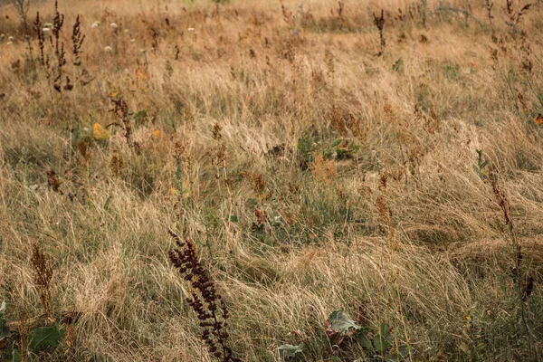 Beżowe Kolce Trawy Latem Oświetlone Światłem Słonecznym Łące Naturze Trawiaste — Zdjęcie stockowe