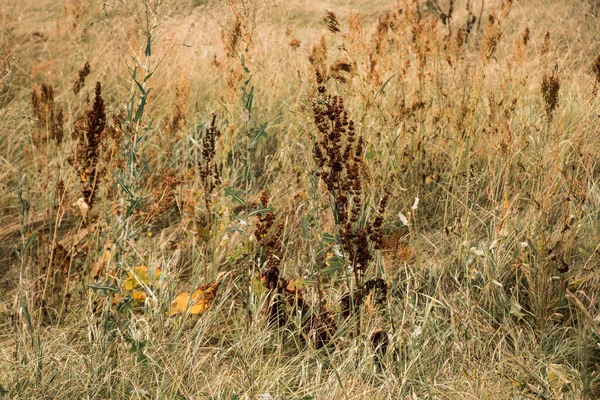 Beige Spikelets Grass Summer Illuminated Sunlight Meadow Nature Grass Meadows — Stock Photo, Image