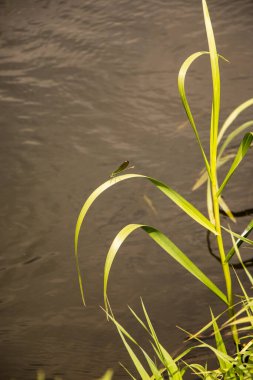 Güneşli bir yaz gününde nehir suyunun önünde yeşil çimenler. Güzel doğal arkaplan.