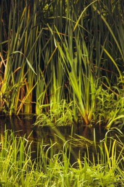 Soğuk ve berrak sularda orman yosunları. Ukrayna. güzel doğal arkaplan.