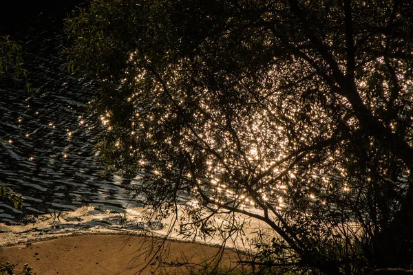 Brilho Sol Sobre Água Brilha Através Dos Ramos Folhas Salgueiro — Fotografia de Stock