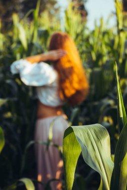 Yazın, batan güneşin ışığında, mısır tarlasında yeşil yaprakların arasında uzun kızıl saçlı güzel bir kadın..