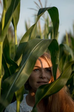 Yazın, batan güneşin ışığında, mısır tarlasında yeşil yaprakların arasında uzun kızıl saçlı güzel bir kadın..