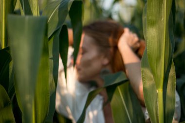 Yazın, batan güneşin ışığında, mısır tarlasında yeşil yaprakların arasında uzun kızıl saçlı güzel bir kadın..