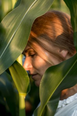Yazın, batan güneşin ışığında, mısır tarlasında yeşil yaprakların arasında uzun kızıl saçlı güzel bir kadın..