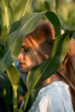 Yazın, batan güneşin ışığında, mısır tarlasında yeşil yaprakların arasında uzun kızıl saçlı güzel bir kadın..