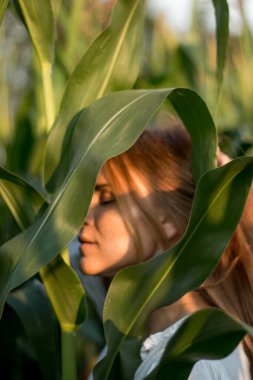 Yazın, batan güneşin ışığında, mısır tarlasında yeşil yaprakların arasında uzun kızıl saçlı güzel bir kadın..
